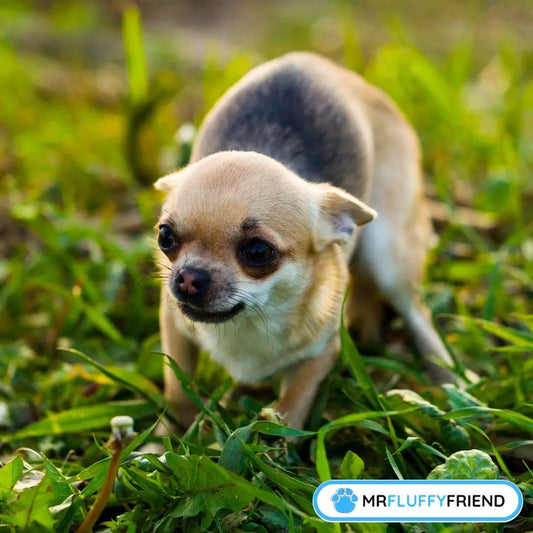 芝生の上でビクビクしてるチワワちゃん