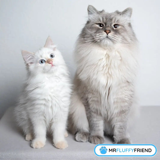 子猫と先住猫がくっついてる姿 – 先住猫が受け入れ始めたかも。