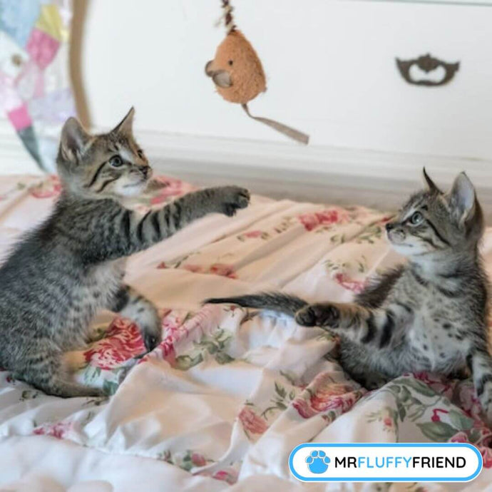 猫の行動問題：それを解決する方法