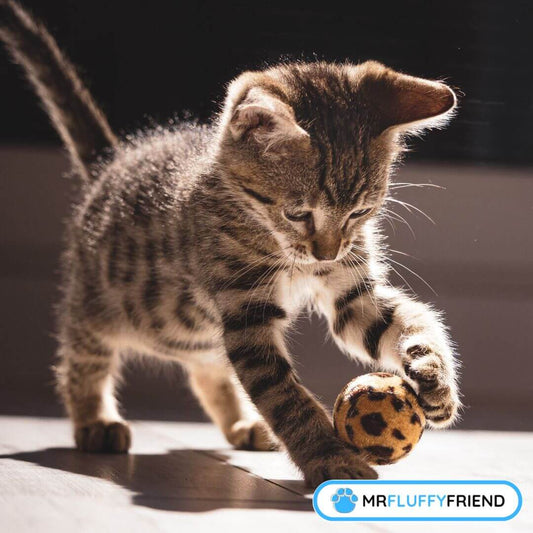 落ち着きがない猫を落ち着かせるには？