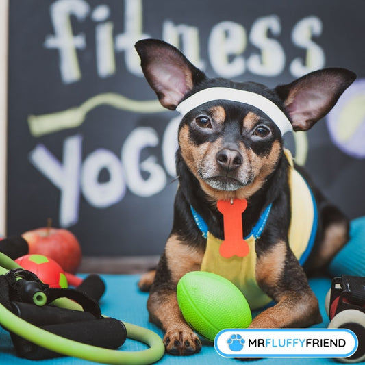 犬の運動が分離不安に役立つ