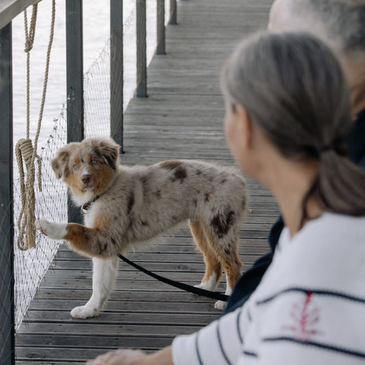 もっと知ろう：犬はどうやってコミュニケーションをとるの？