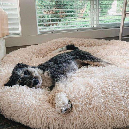 アプリコット色のふわふわ犬用ベッドでお昼寝中のワンコ