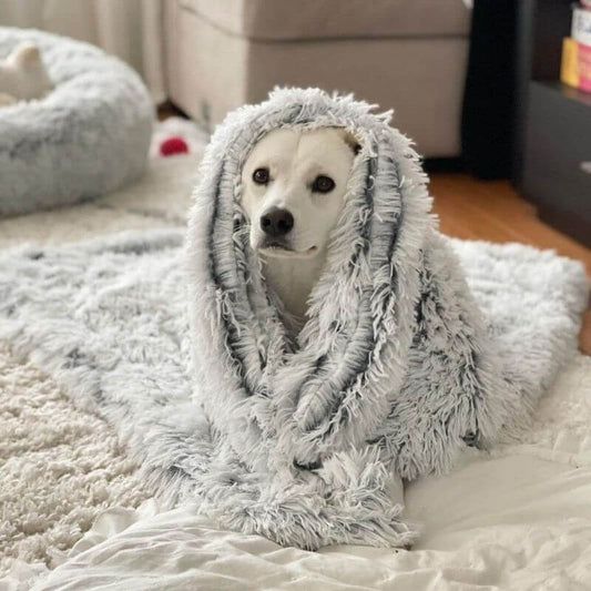 ふわふわの薄いグレーの毛布にくるまれてる、まっしろでもこもこのワンコ