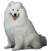  Dog サイズ: 2XL