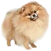  Dog サイズ: S